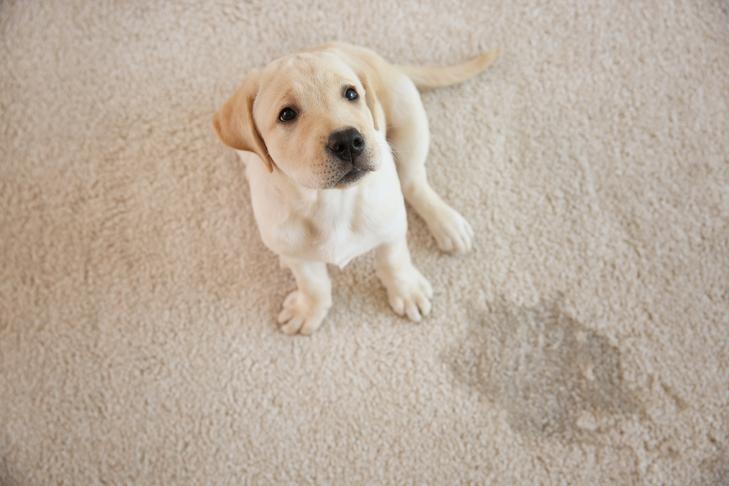 Steamatic Grand Forks | Ultra Power Rug Cleaning For Your Home