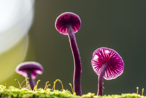 Can magic mushroom spores be used for cultivation purposes?