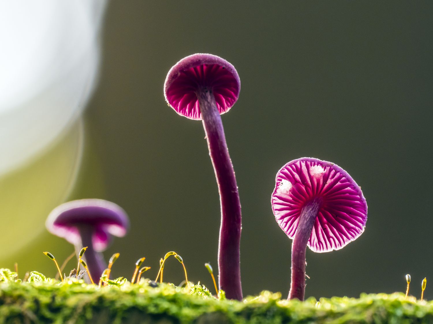 Can magic mushroom spores be used for cultivation purposes?